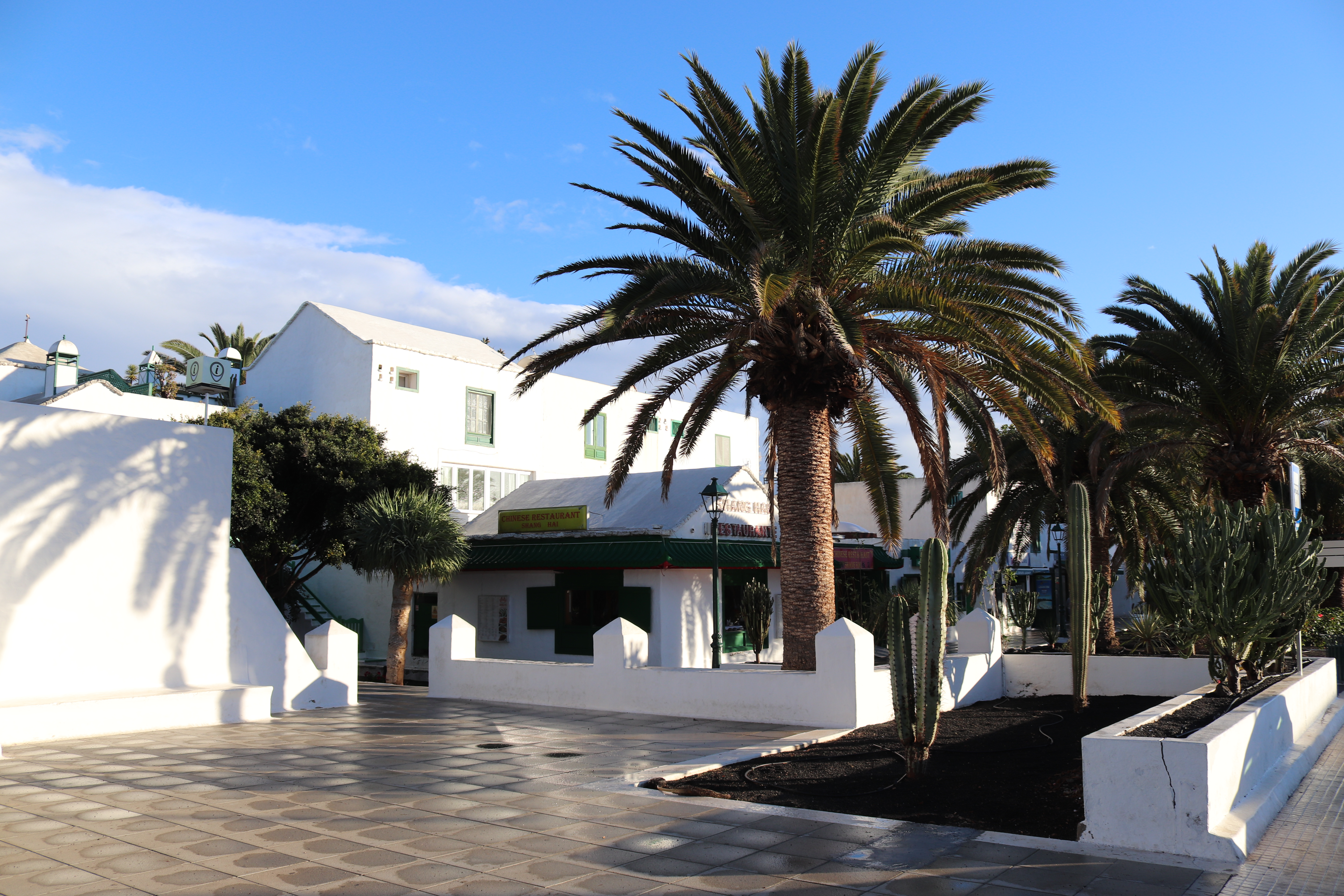A view of palm trees in the Costa Teguise, Lanzarote